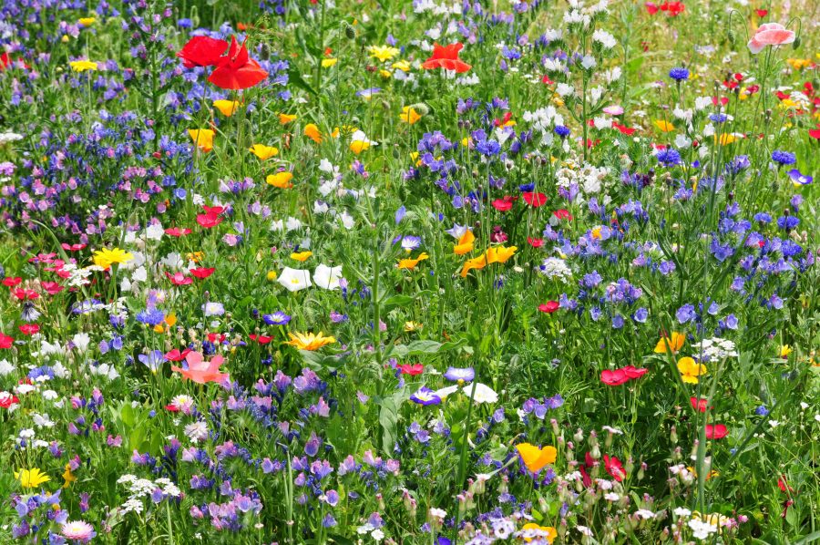 bloemenweide goed voor de bij